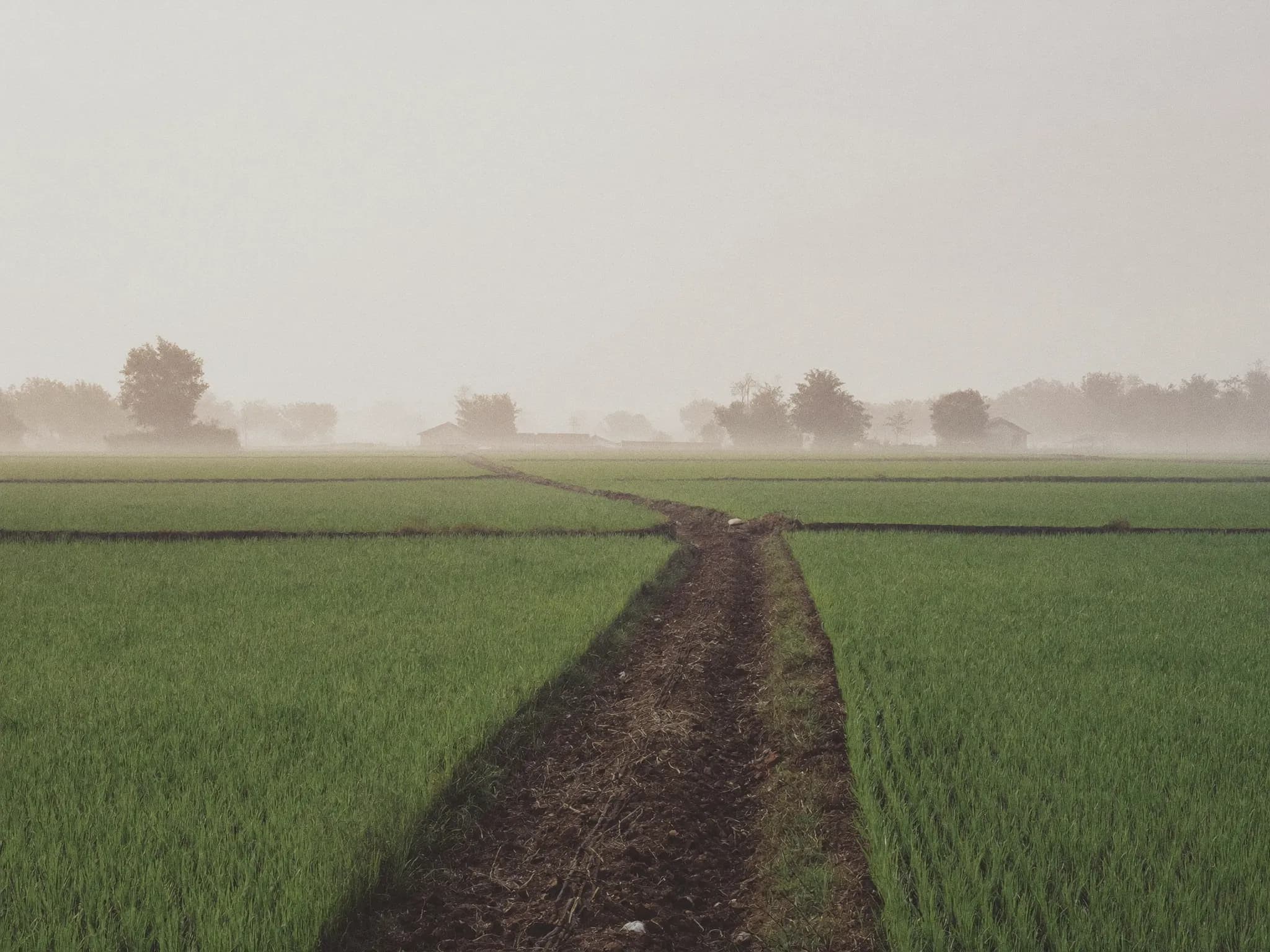 An empty village path through rice fields in morning mist